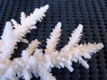 Acropora acuminata
