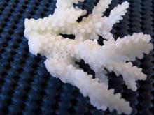 Acropora loripes