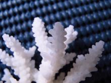Acropora loripes