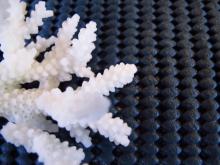 Acropora loripes