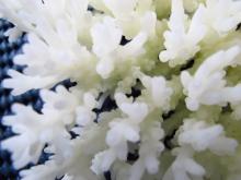 Acropora granulosa