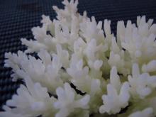 Acropora granulosa