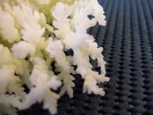 Acropora granulosa