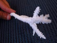 Acropora acuminata