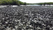  Leaf oyster reefs in Hilliard Creek, Queensland.