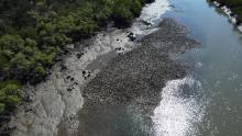 Leaf oyster reefs in Hilliard Creek, Queensland