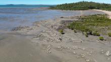 Oyster reefs at Armstrong Beach
