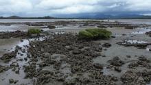 Oyster reefs at Cape Hillsborough, Queensland