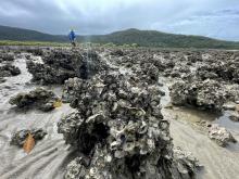 Oyster reefs at Conway Beach, Queensland