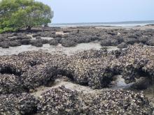 Oyster Reefs at She-Oak Island, Queensland