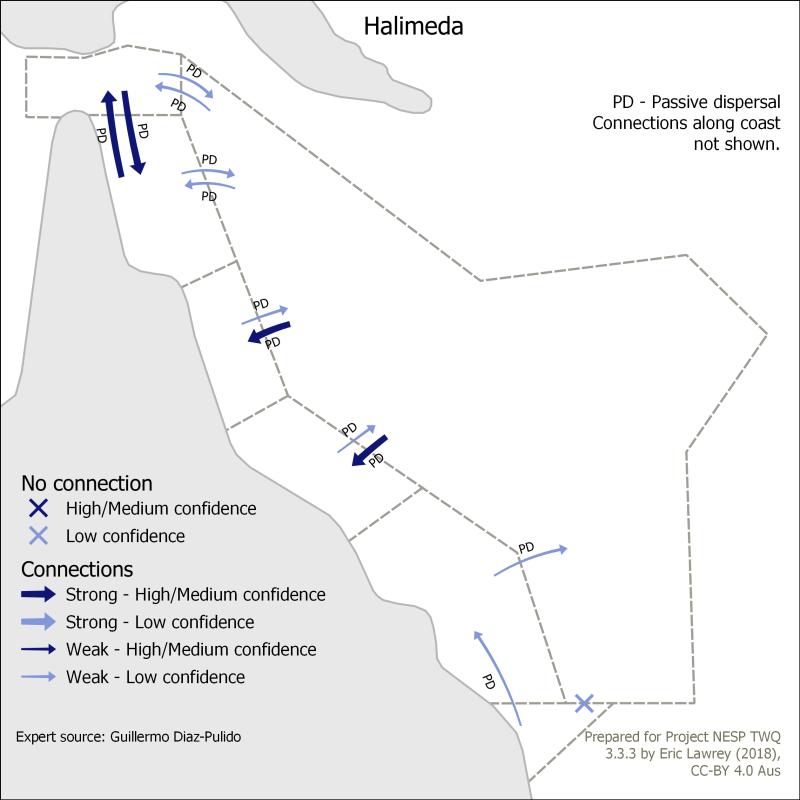 Halimeda