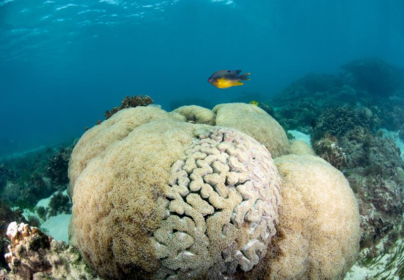 Coral bommies at Emily Bay