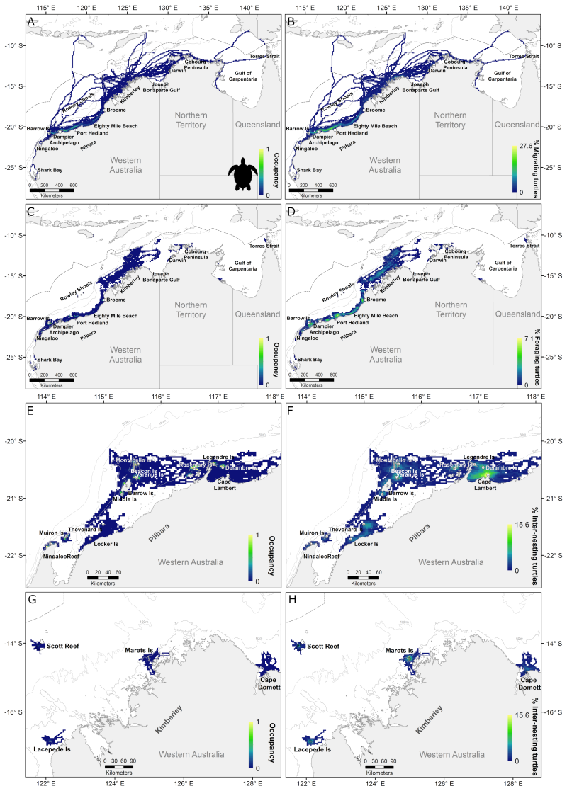 Marine turtle distribution