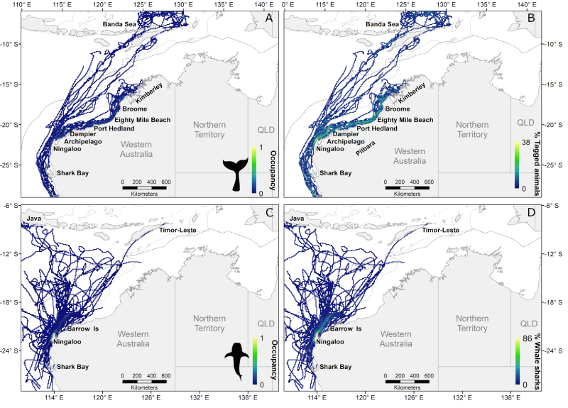 Distribution of whales