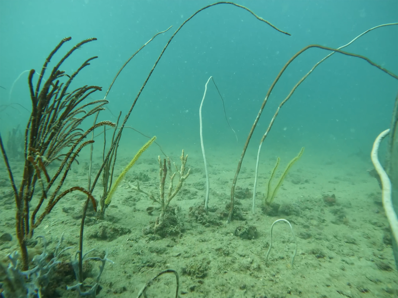 Gorgonian Fan