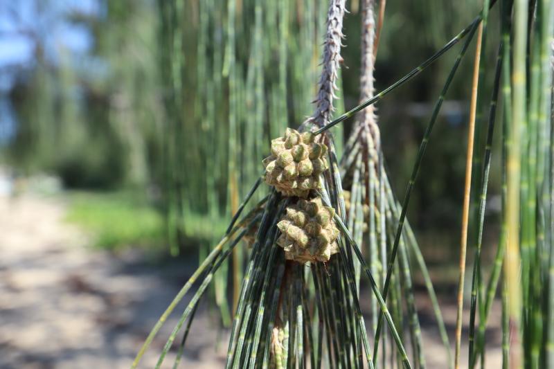 Close up coastal she-oaks seed pod