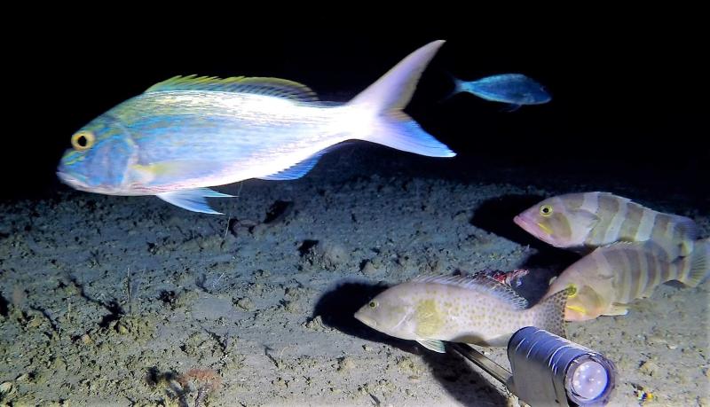 KEFArea5_25_snappers_cods_emporers.jpg