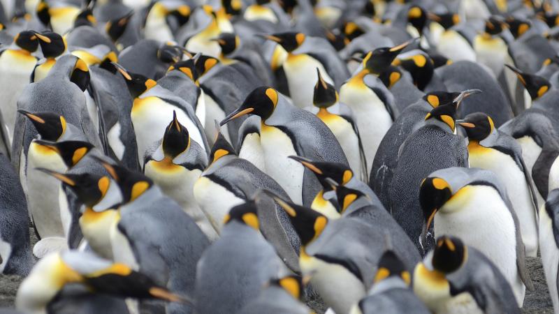 Macquarie Island King Penguins Flock 2018 Eric Woehler (1).jpg