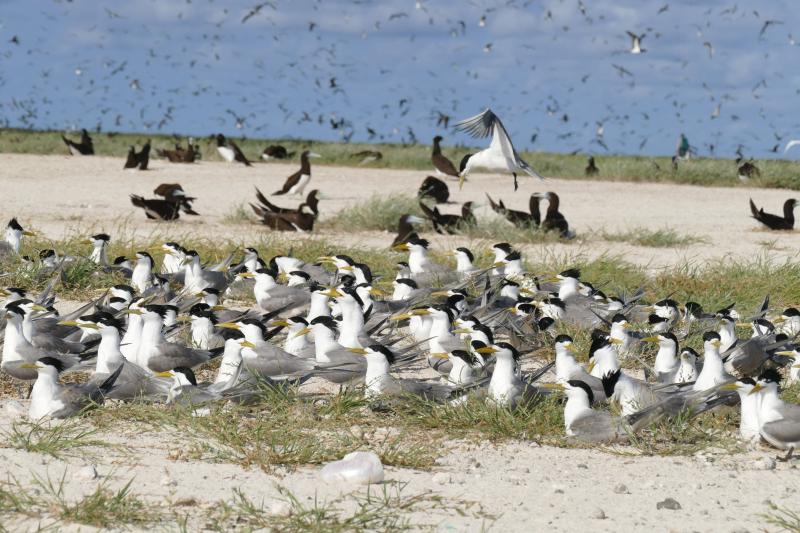 An example of the prolific birdlife on Ashmore’s Islands 
