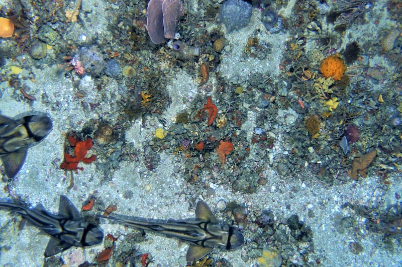 Port Jackson sharks and rocky reef sponge gardens in Beagle CMR Credit IMAS IMOS (2).jpg