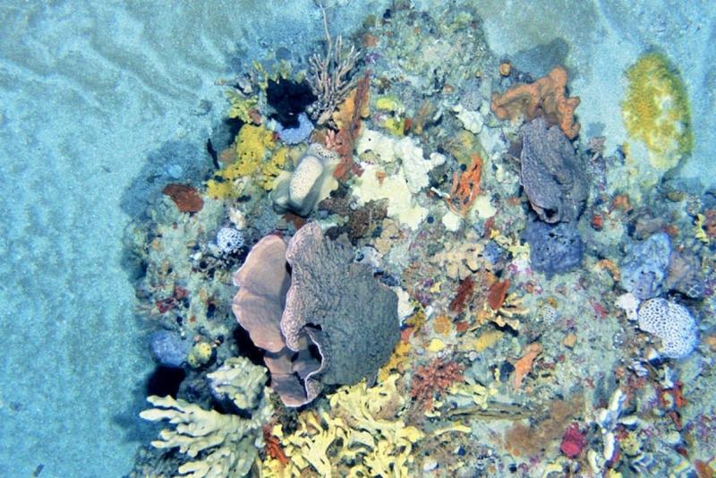Reef outcrops in the Beagle Marine Park (1).jpg