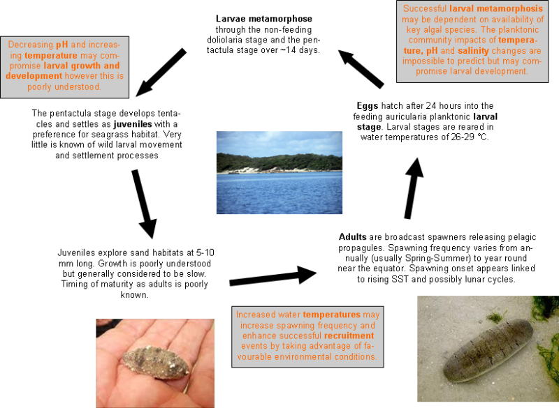 Sandfish lifecycle