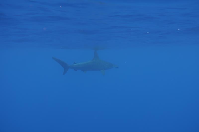 Sphyrna lewini