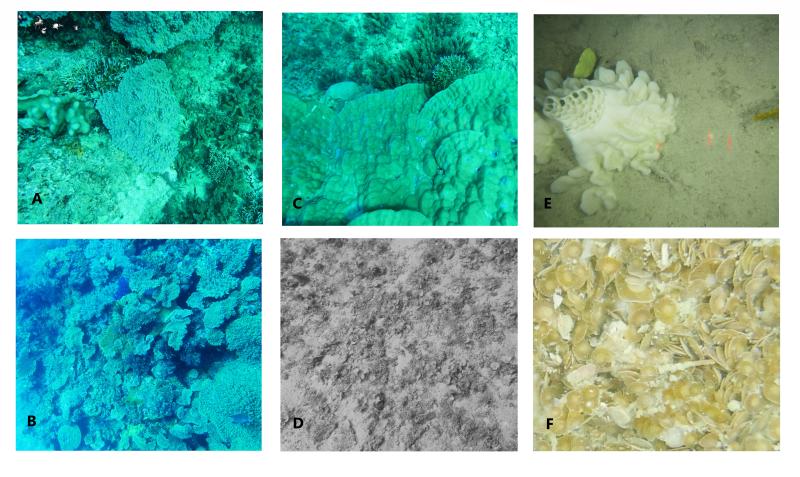 benthic_montage.jpg