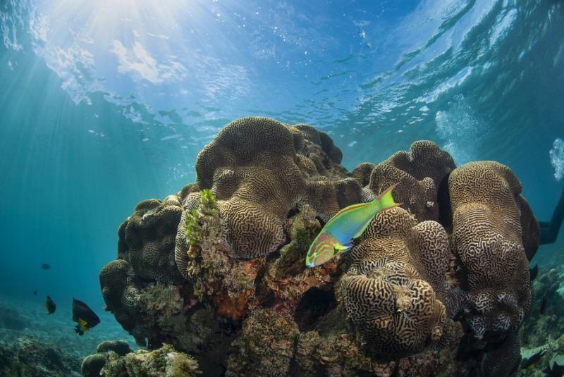 Green moon wrasse in Emily Bay lagoon