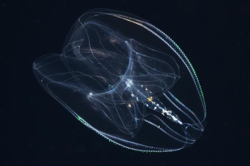 Ctenophore in Marion Reef