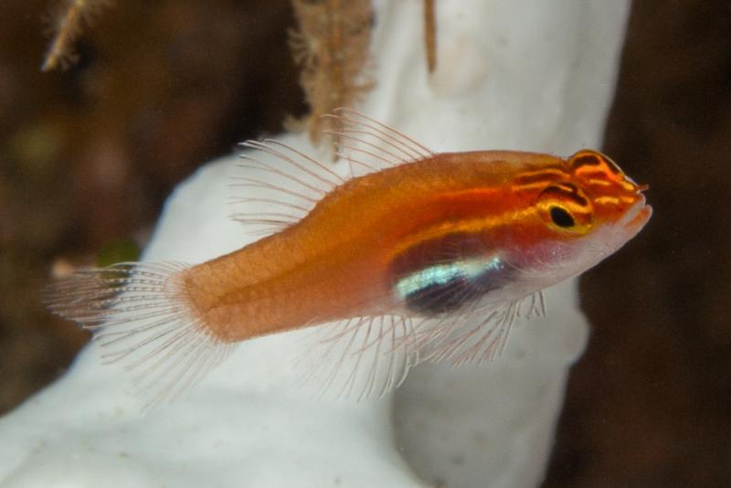Neon Eviota at Ashmore Reef