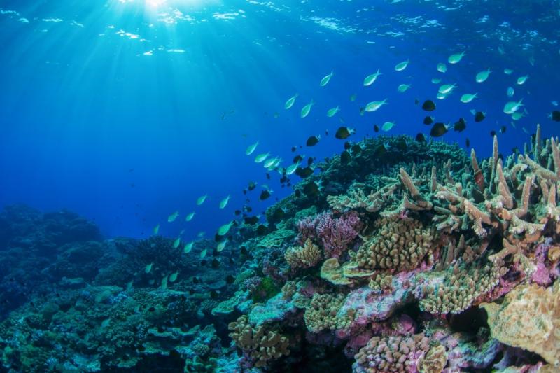 Coral seascape at Bird Reef