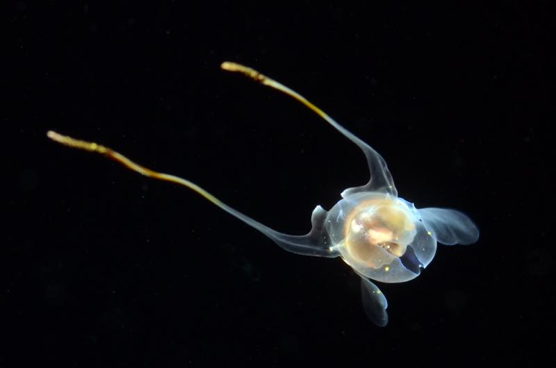 Pteropod