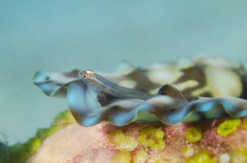Pleurosicya mossambica 