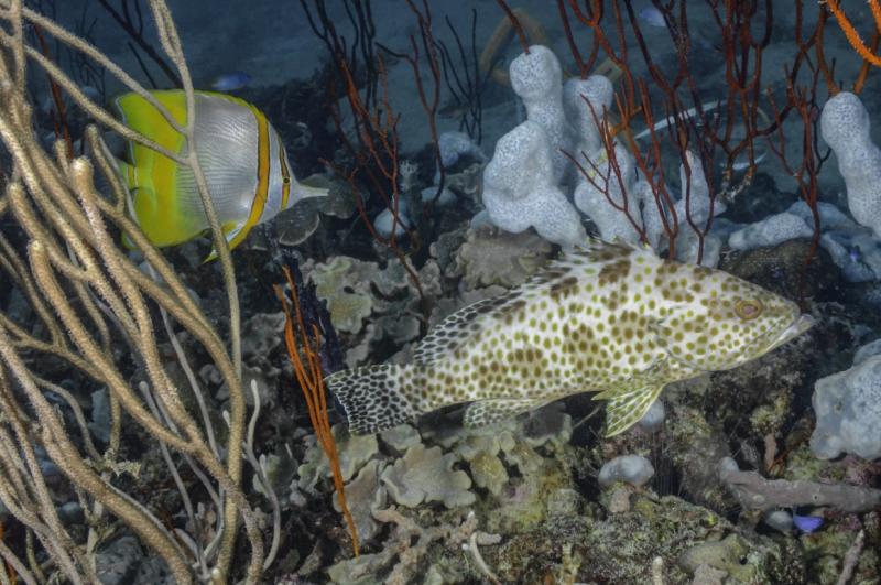 Areolate grouper