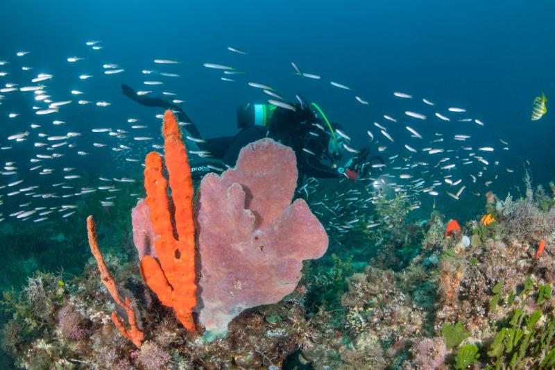 Clouds of reef fishes in Geographe Marine Park