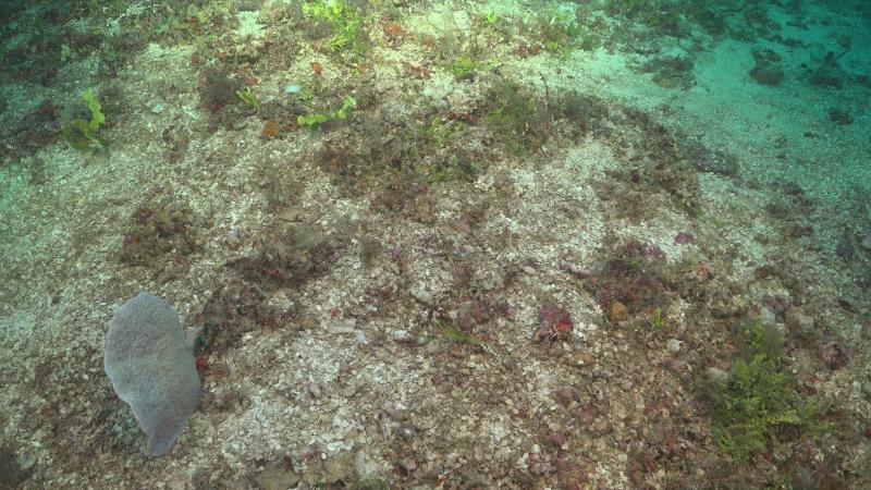 Mesophotic Halimeda Beds