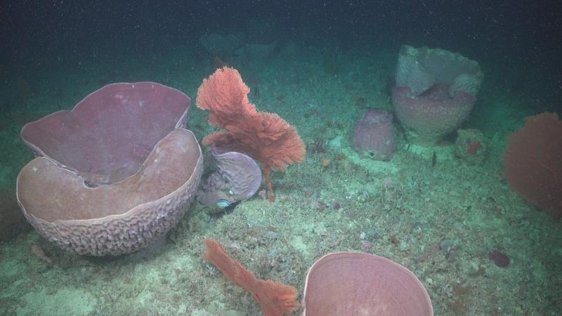 Mesophotic Sponge Communities