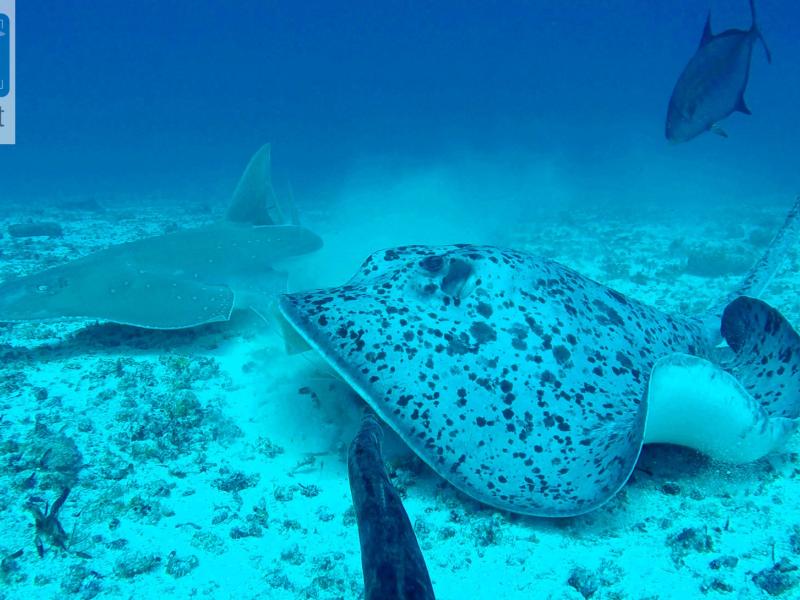 Blotched ray and guitar fish
