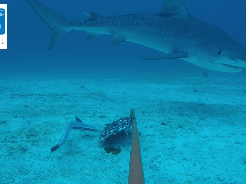 Tiger Shark