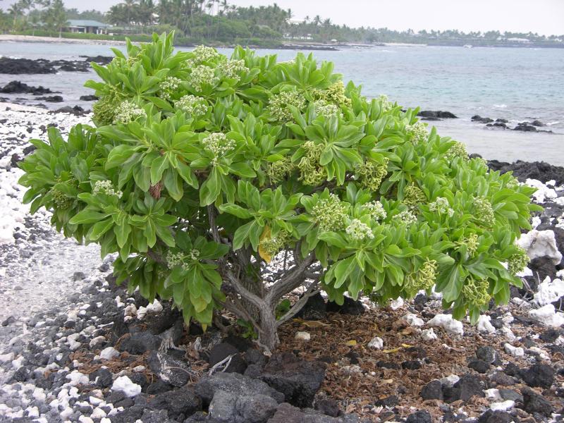 Tree Heliotrope