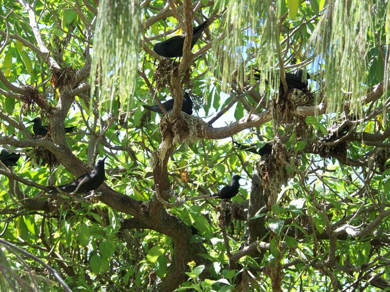 Black noddies in a Pisonia tree at Wilson island