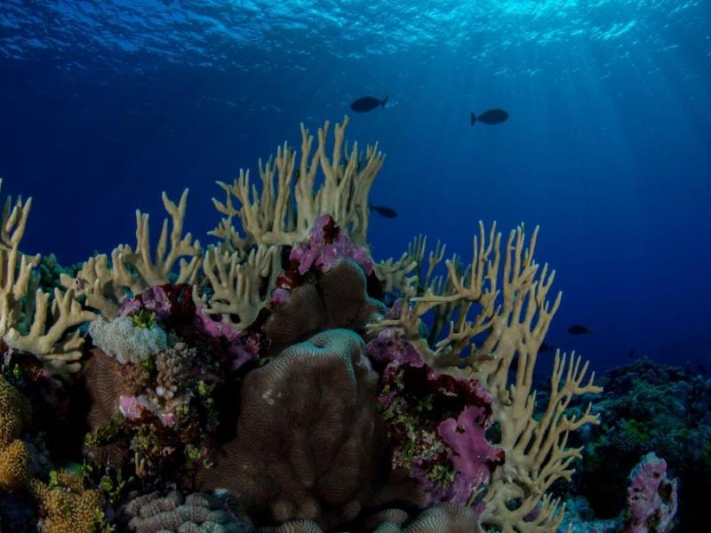 Wreck Reef, Coral Sea Marine Park