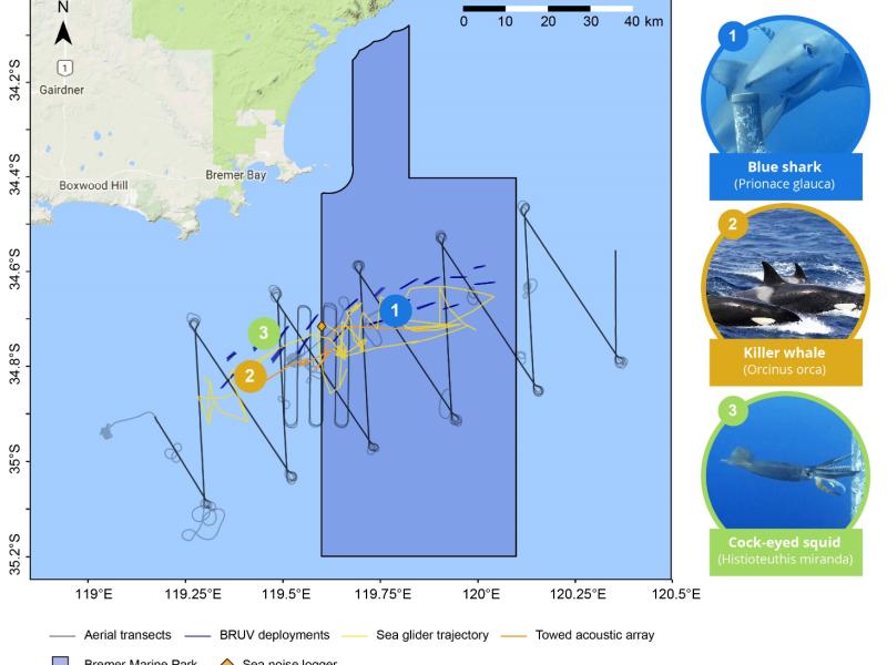 Wildlife and oceanographic surveys of the Bremer Marine Park