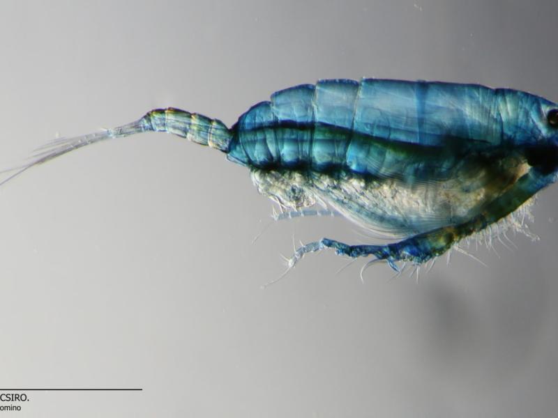 Copepod