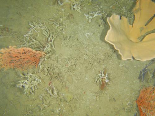 NWS2S benthic habitat still Area 1 Tow 3 Photo 1