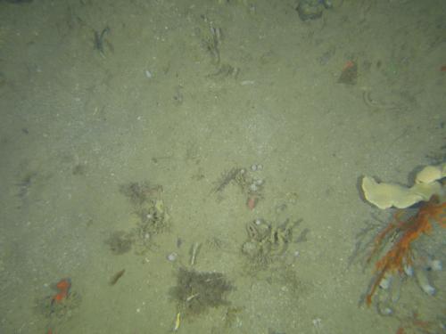 NWS2S benthic habitat still Area 1 Tow 3 Photo 2