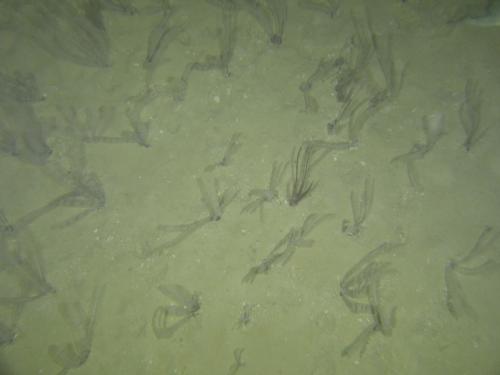 NWS2S benthic habitat still Area 1 Tow 7 Photo 1