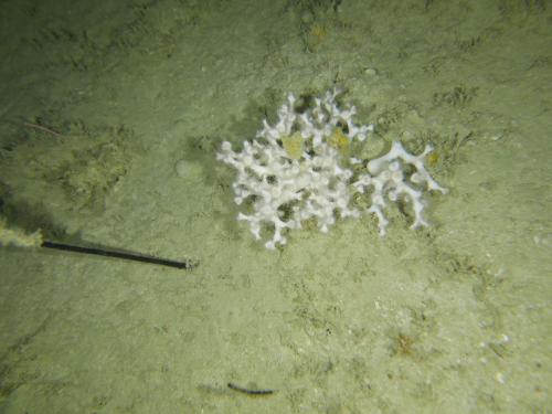 NWS2S benthic habitat still Area 2 Tow 9 Photo 1