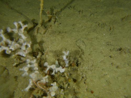 NWS2S benthic habitat still Area 2 Tow 9 Photo 2